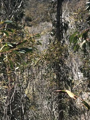 Acacia obliquinervia
