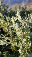 Extriplex californica