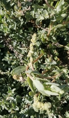 Extriplex californica