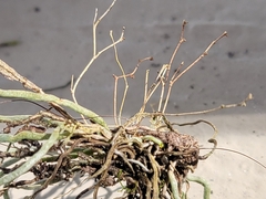 Dendrophylax porrectus