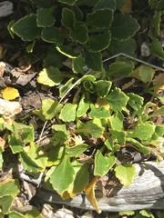 Viola improcera