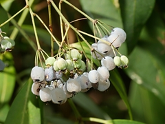 Polyscias sambucifolia
