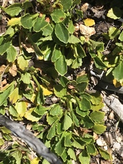 Viola improcera