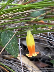 Marianthus bignoniaceus
