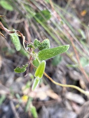 Marianthus bignoniaceus