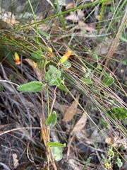 Marianthus bignoniaceus