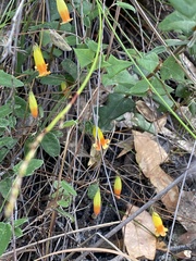 Marianthus bignoniaceus