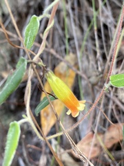 Marianthus bignoniaceus