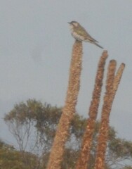 Chrysococcyx basalis