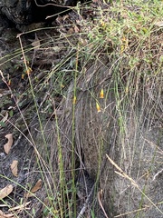 Marianthus bignoniaceus