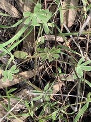 Lupinus succulentus