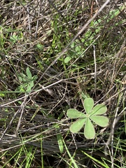 Lupinus succulentus