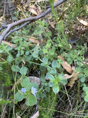 Scaevola albida