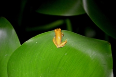 Dendropsophus ebraccatus