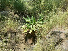 Ensete superbum