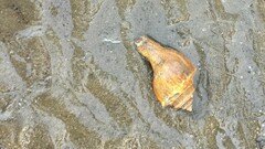 Volegalea cochlidium