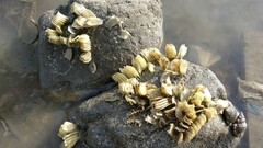 Volegalea cochlidium