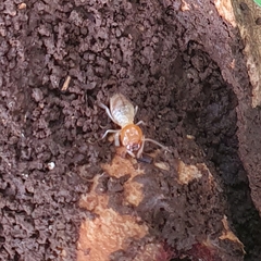 Macrotermes gilvus