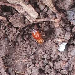 Macrotermes gilvus