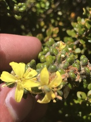 Asterolasia trymalioides