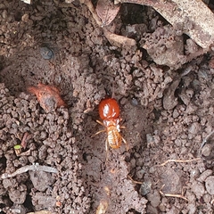 Macrotermes gilvus