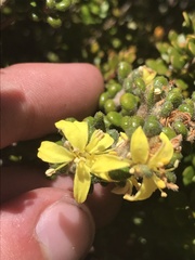 Asterolasia trymalioides