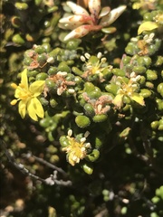 Asterolasia trymalioides