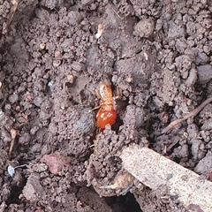 Macrotermes gilvus