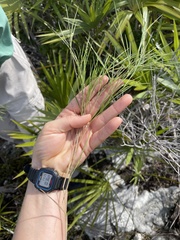 Dichanthelium neuranthum