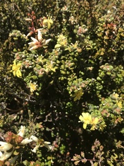 Asterolasia trymalioides