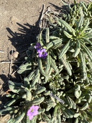 Nama hispida spathulata