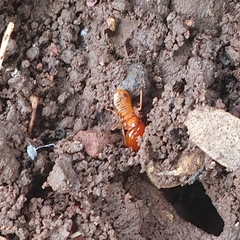 Macrotermes gilvus