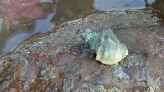 Volegalea cochlidium