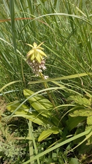 Eucomis bicolor