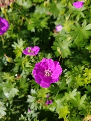 Geranium dalmaticum