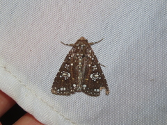 Condica pagetophagus