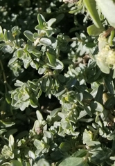 Atriplex leucophylla
