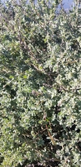 Atriplex leucophylla