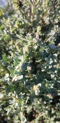 Atriplex leucophylla