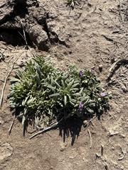 Nama hispida spathulata