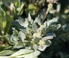 Atriplex leucophylla