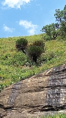 Encephalartos ghellinckii