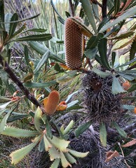 Banksia ornata