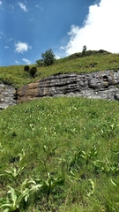 Encephalartos ghellinckii