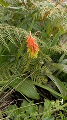 Kniphofia uvaria