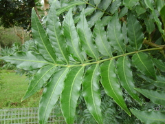 Harpephyllum caffrum