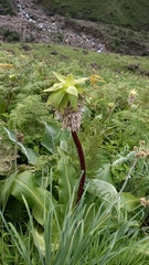 Eucomis bicolor
