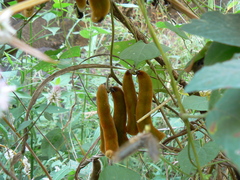 Mucuna pruriens