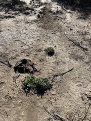 Nama hispida spathulata