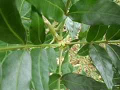 Harpephyllum caffrum